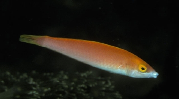  Pseudojuloides severnsi (Severn’s Pencil Wrasse)